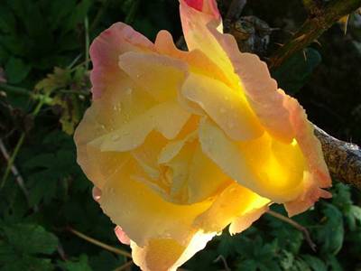 une belle rose de mamannie 